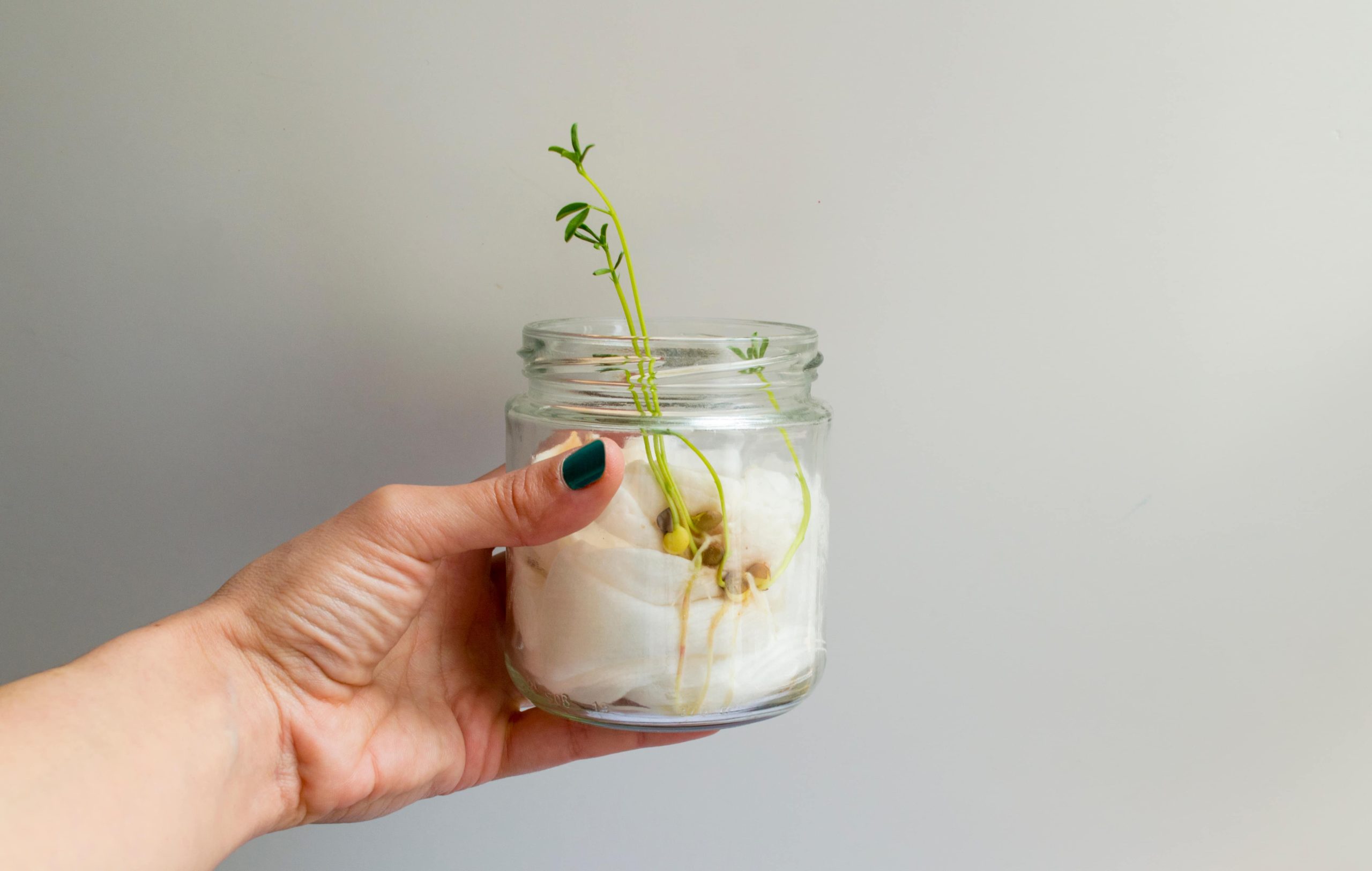 germination lentilles