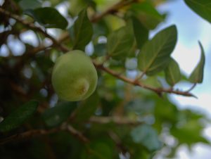 prune de kakadu